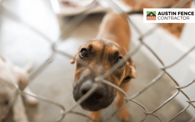 The Best Fences for Dogs in Austin