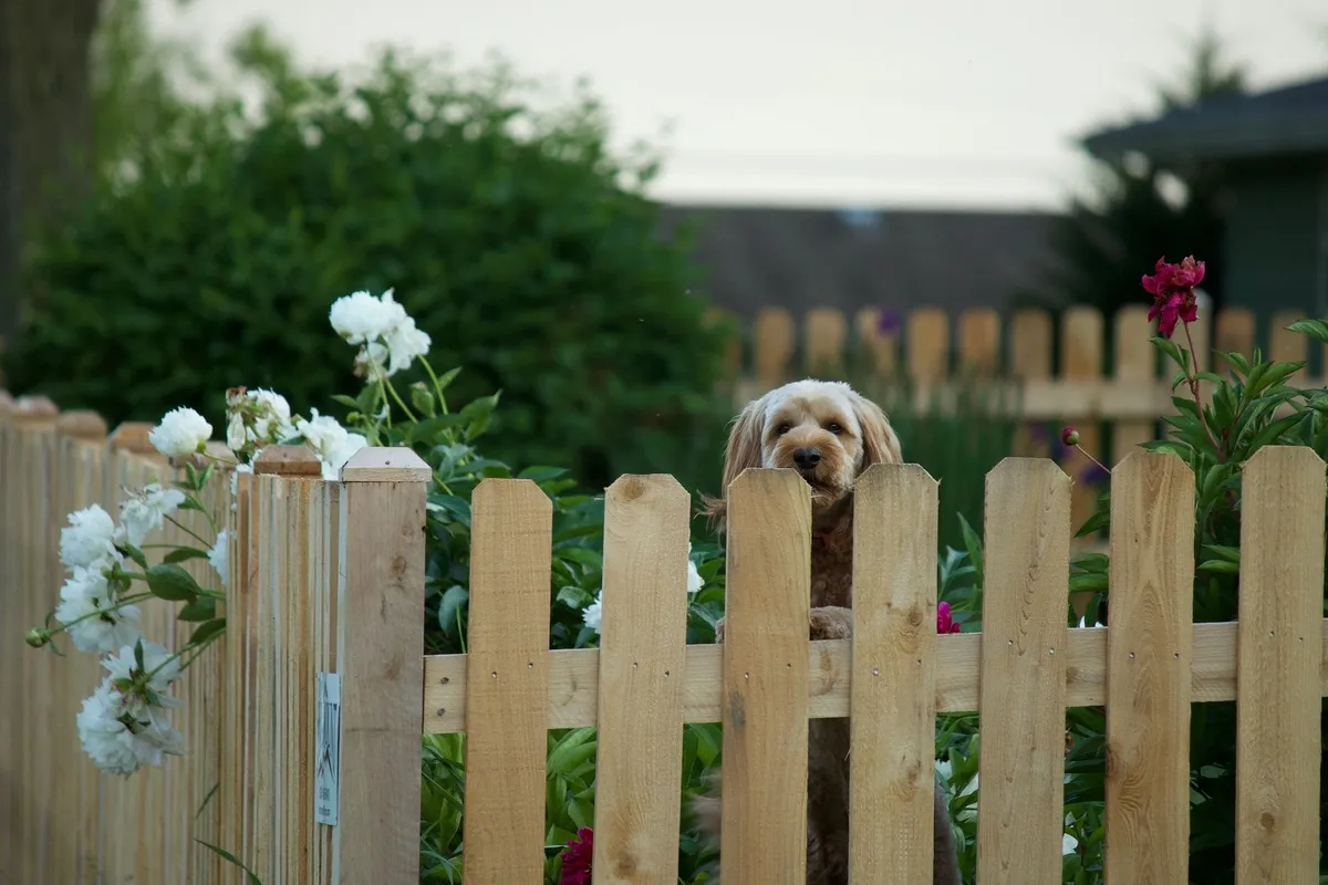 A cute brown dog peers over a wooden fence in a flower-filled backyard garden.